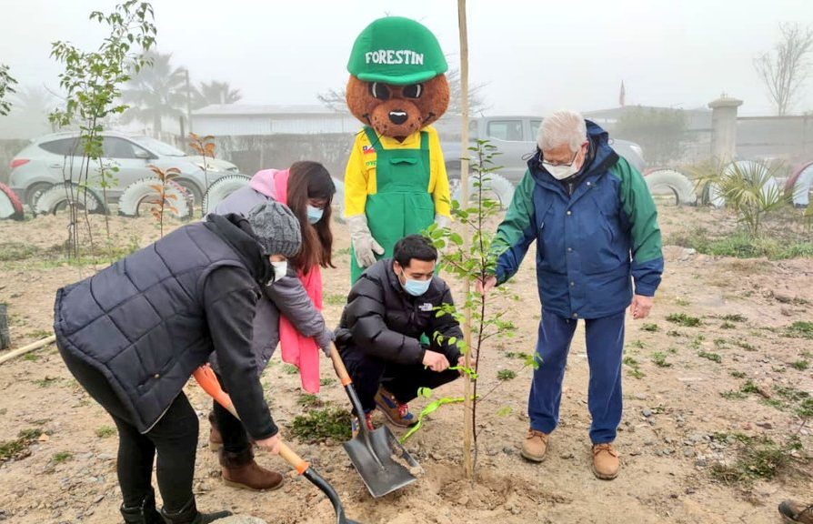 Programa de arborización de Delegación Provincial de Melipilla llegó hasta El Bollenar