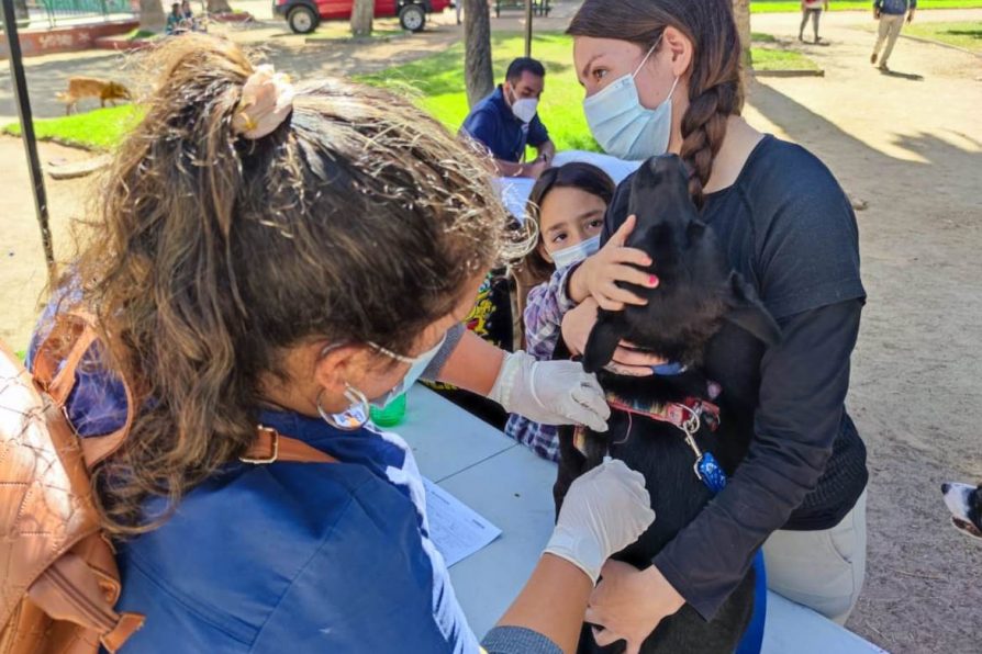 Programa de implantación gratuito de microchip para mascotas llegó a Plaza Los Héroes de Melipilla