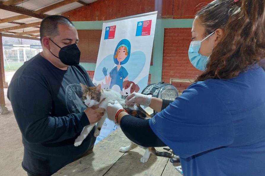 Programa de implante de microchip para mascotas benefició a vecinos y vecinas de sector de Pabellón