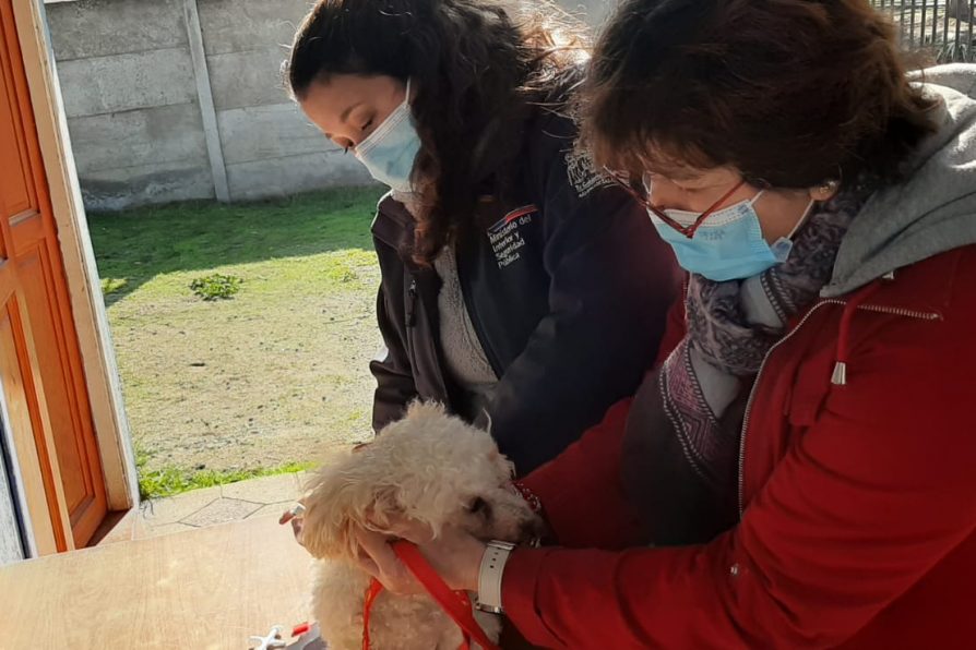 Comunidad de Villa Galilea agradece operativo de implantación gratuita de microchip para mascotas de Delegación Provincial de Melipilla
