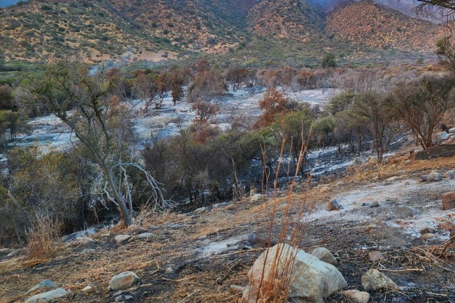 <strong>191 hectáreas afectadas por incendio forestal en sector Las Golondrinas de San Pedro</strong>