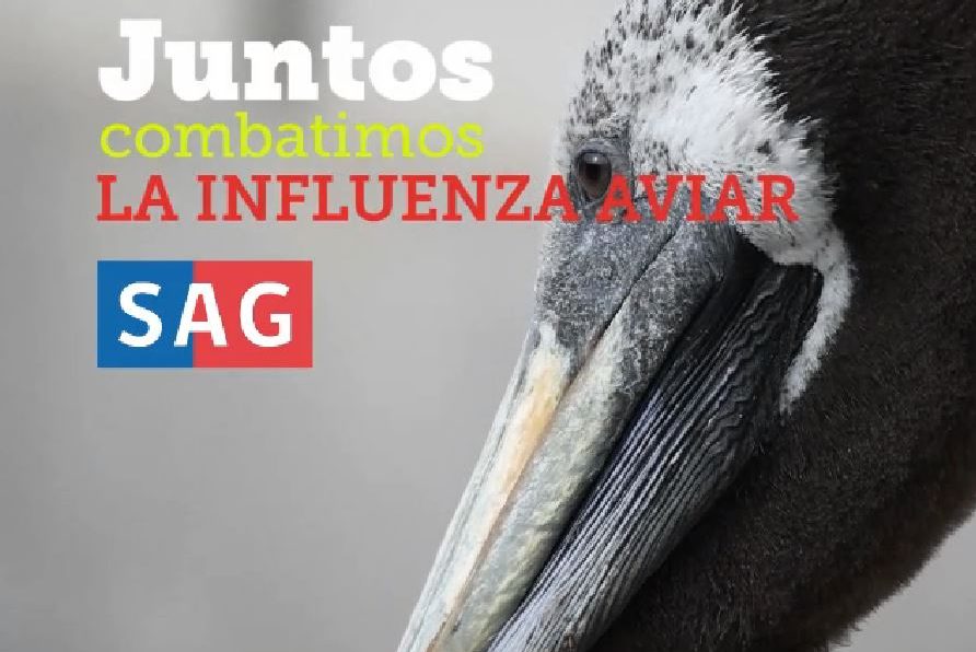 SAG confirma plantel industrial positivo a influenza aviar en la Región Metropolitana