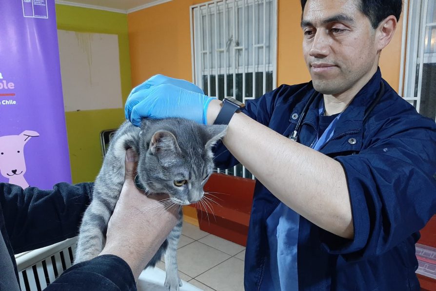 Operativos de Tenencia Responsable de Mascotas llegan a diversos sectores de Melipilla con implantación gratuita de microchips gracias a Delegación Provincial de Melipilla